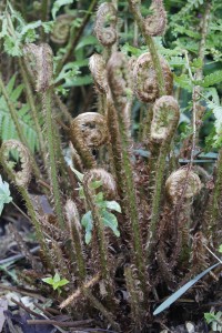 fern low res_3784